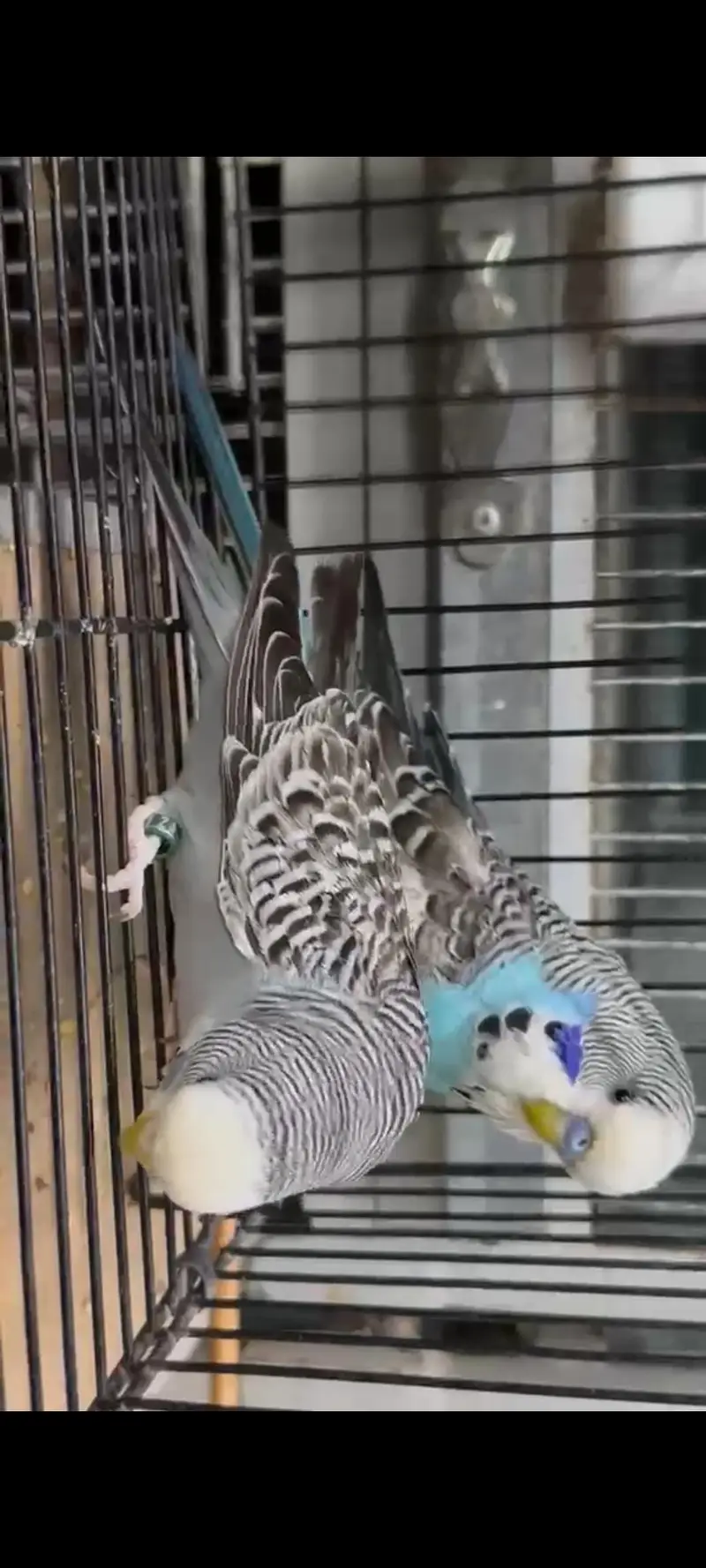 Love Birds Latest mutation — photo 3