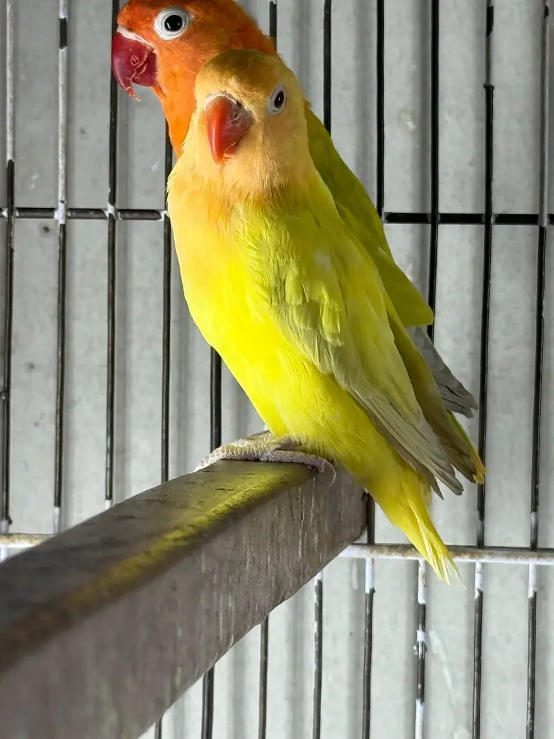 Love Birds Latest mutation — photo 5