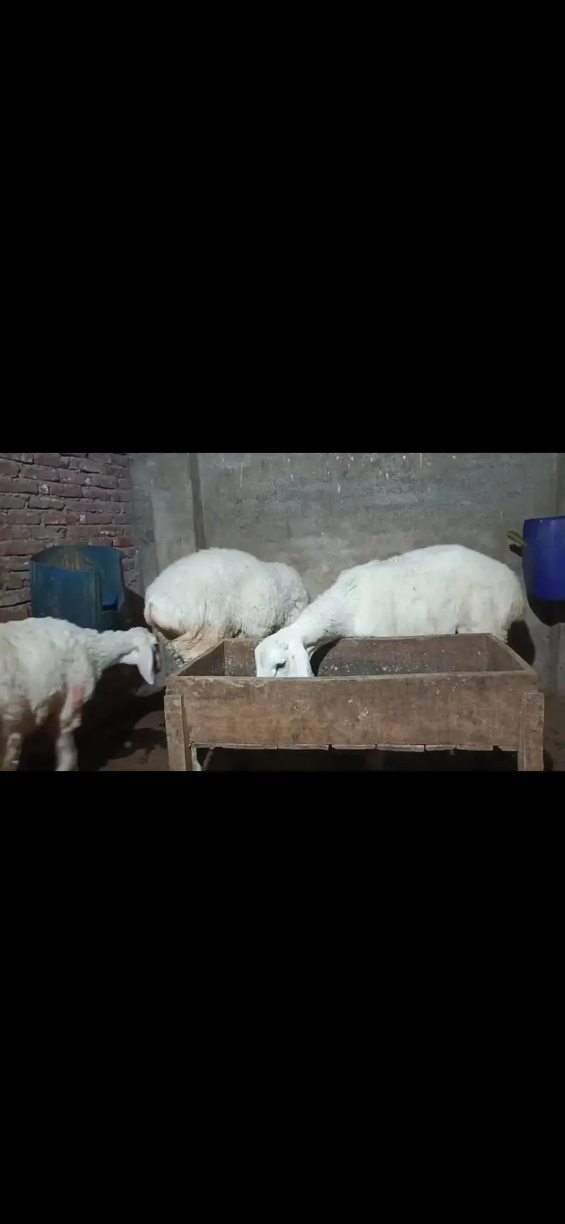 talagange dumbaa 2 males 1 female — photo 5