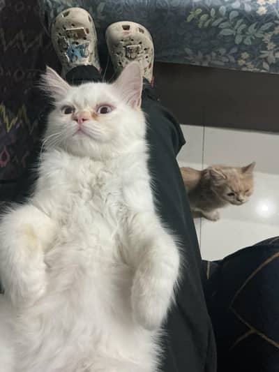 pure Persian kittens for sale _Healthy and fluffy around 3 to 4 months