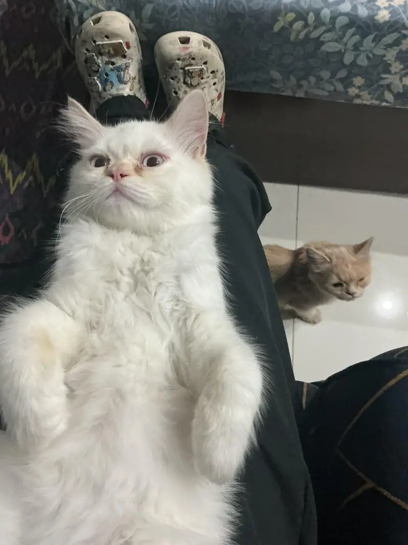 pure Persian kittens for sale _Healthy and fluffy around 3 to 4 months