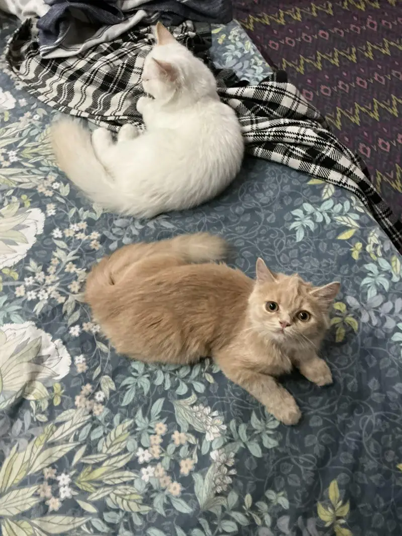 pure Persian kittens for sale _Healthy and fluffy around 3 to 4 months — photo 2