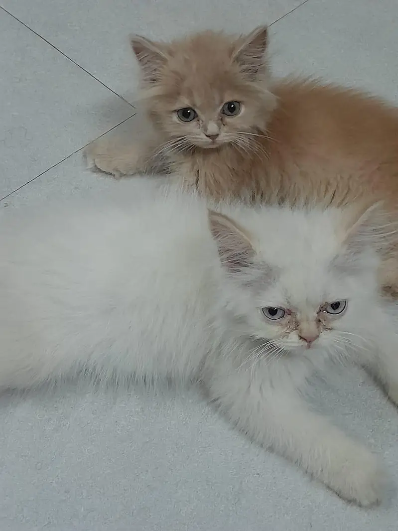 pure Persian kittens for sale _Healthy and fluffy around 3 to 4 months — photo 3