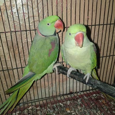 Raw parrots for sale