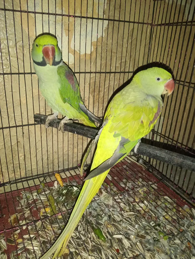 Raw parrots for sale — photo 2