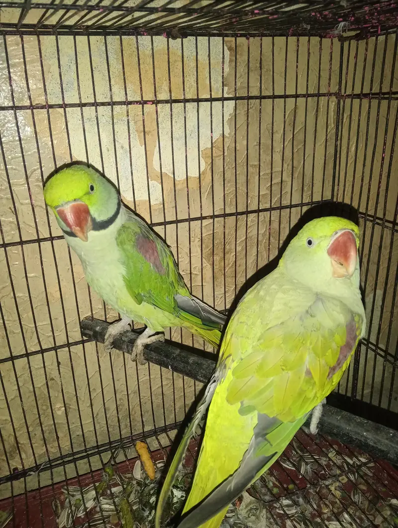 Raw parrots for sale — photo 3