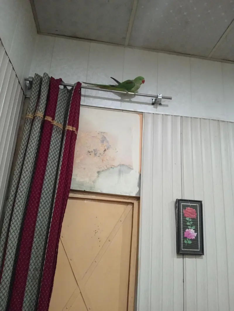 Raw parrots for sale — photo 4