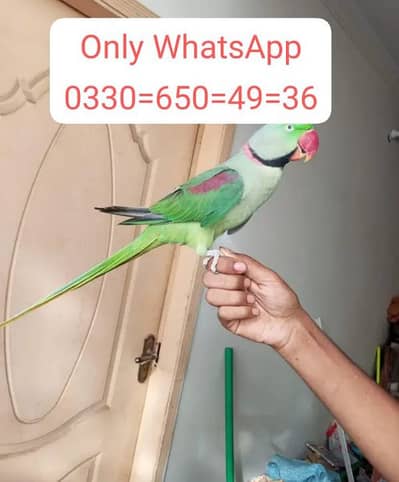 kashmiri raw parrot part mandir