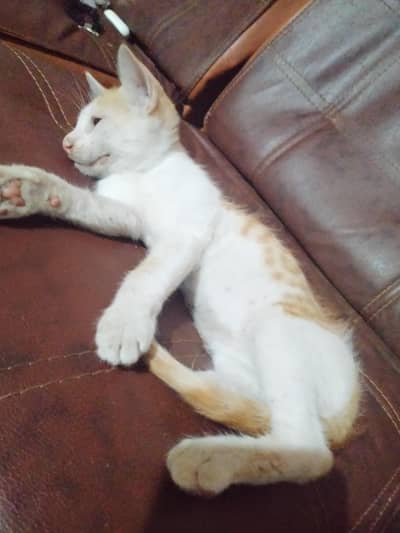 Male Kitten for adoption
