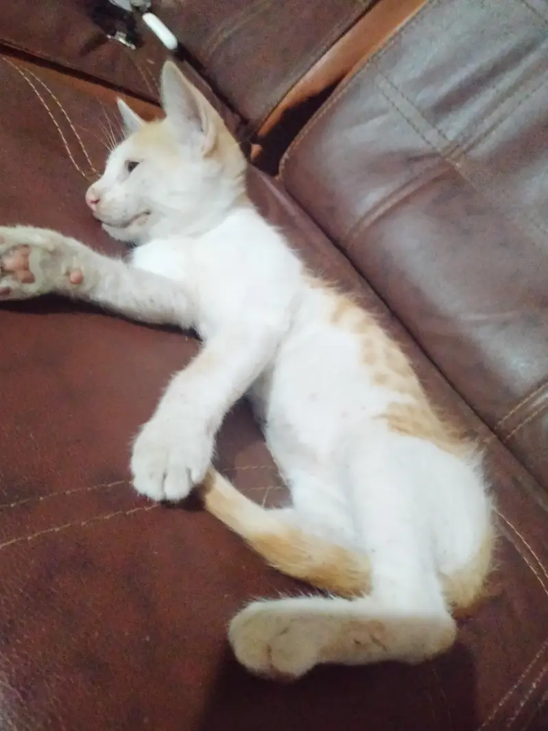 Male Kitten for adoption