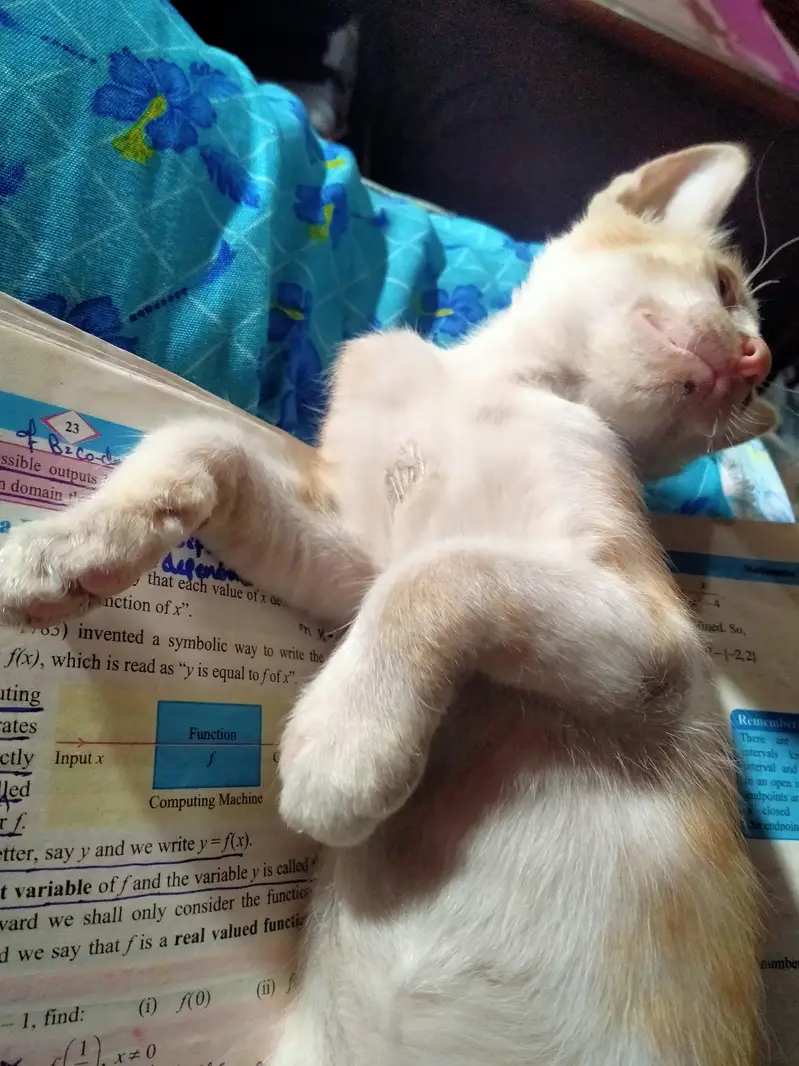 Male Kitten for adoption — photo 3