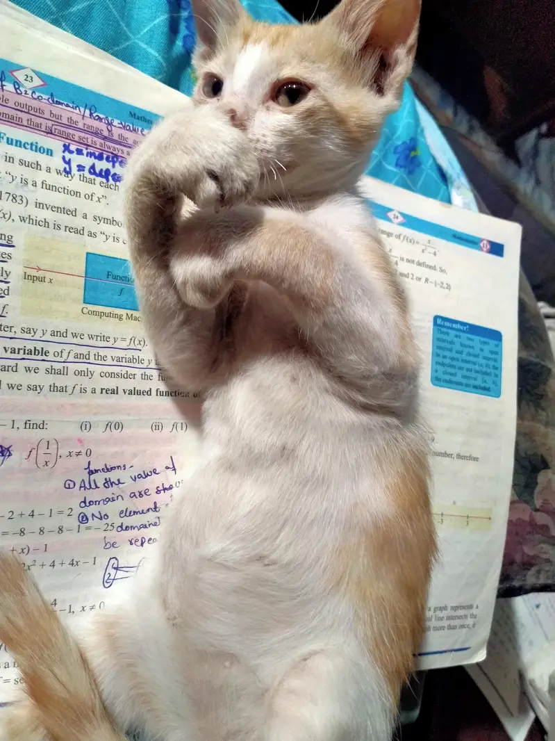 Male Kitten for adoption — photo 4
