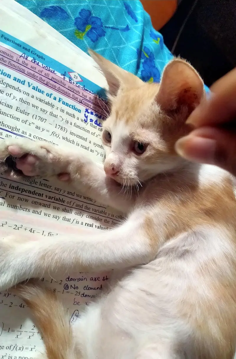 Male Kitten for adoption — photo 6