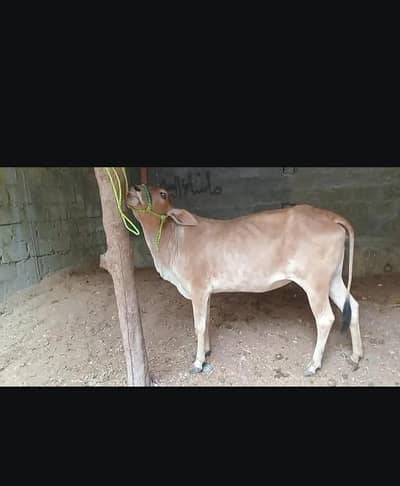 bhut ACHA Mal hai jis Bhai ko cahiyi rabta kare
