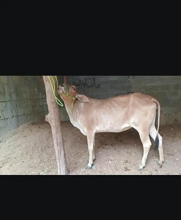 bhut ACHA Mal hai jis Bhai ko cahiyi rabta kare