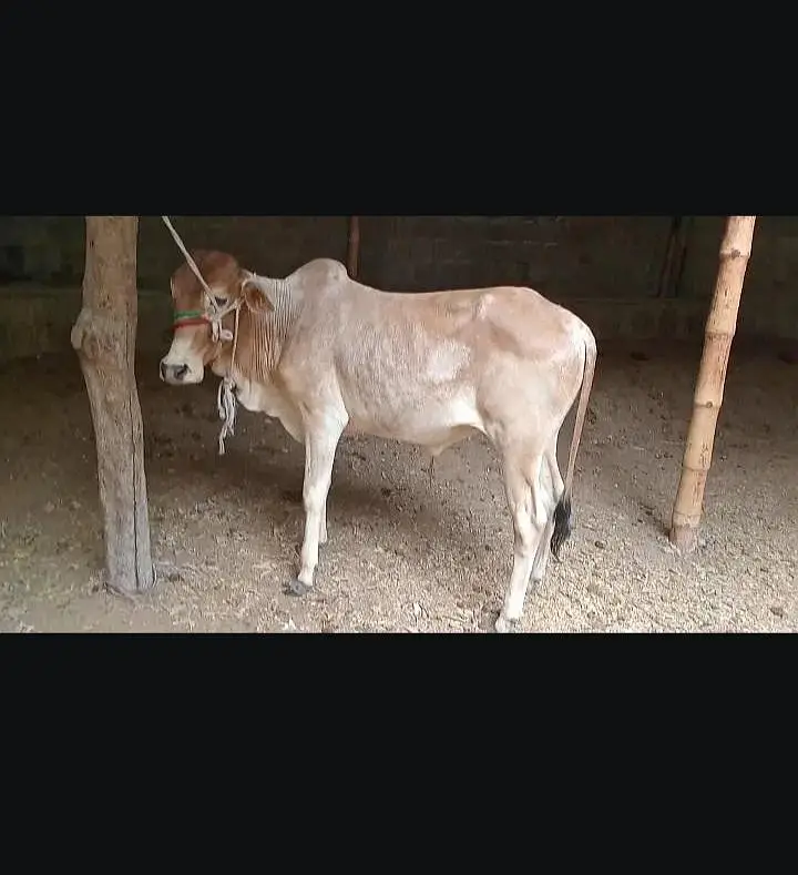 bhut ACHA Mal hai jis Bhai ko cahiyi rabta kare — photo 2