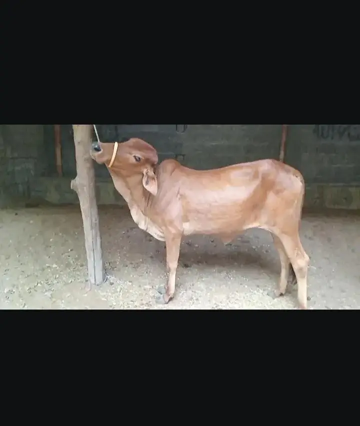 bhut ACHA Mal hai jis Bhai ko cahiyi rabta kare — photo 3