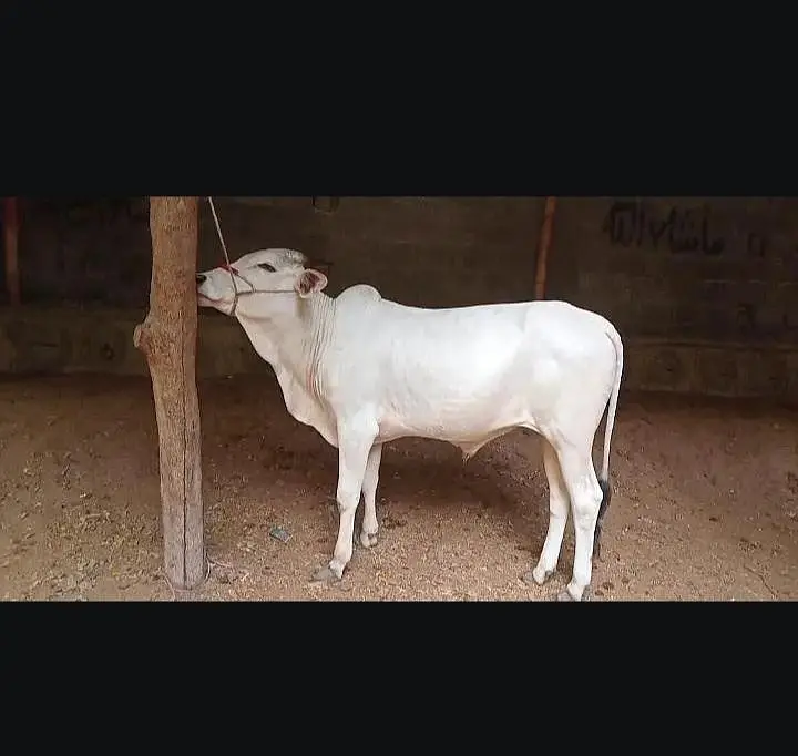 bhut ACHA Mal hai jis Bhai ko cahiyi rabta kare — photo 4