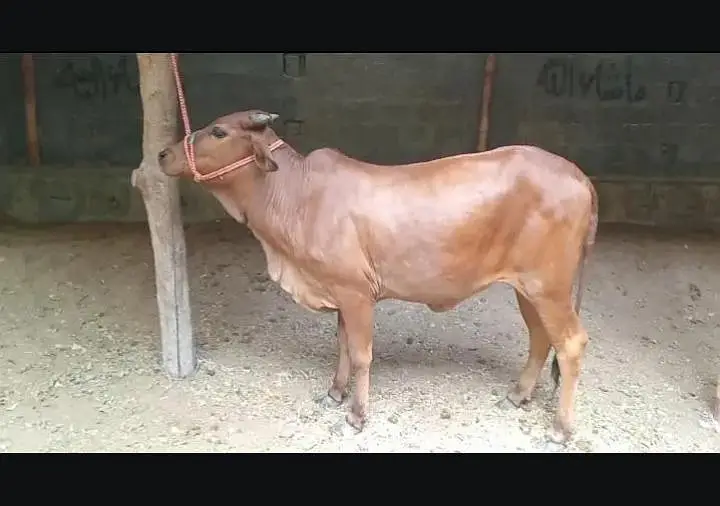 bhut ACHA Mal hai jis Bhai ko cahiyi rabta kare — photo 5
