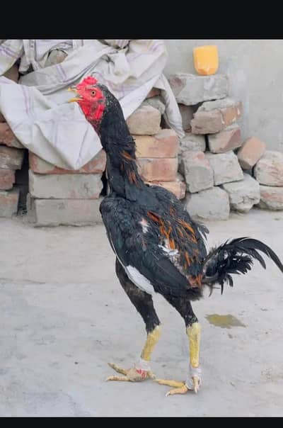 Pure imported Thai Pakoya chicks - Strong Bloodline Available