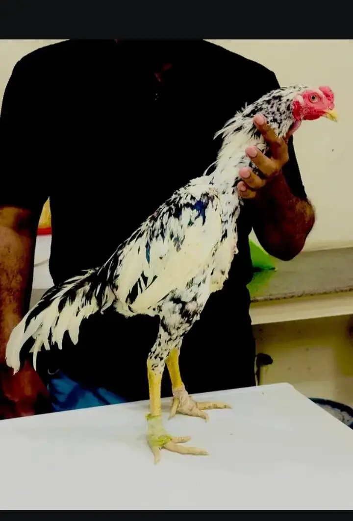 Pure imported Thai Pakoya chicks - Strong Bloodline Available — photo 3