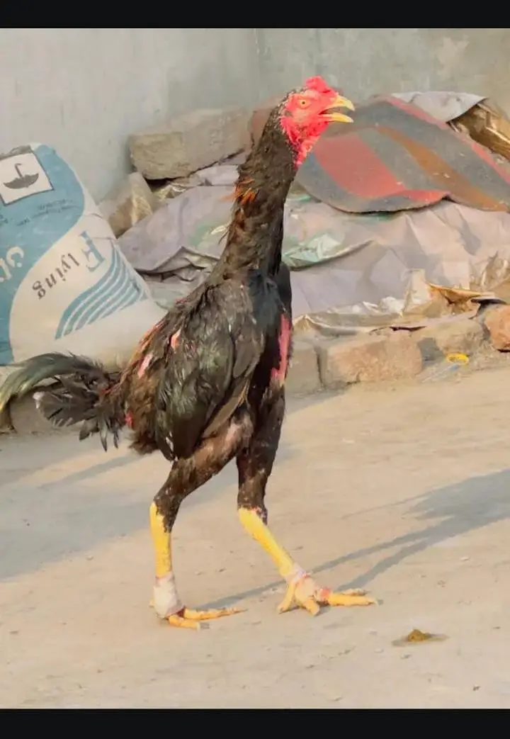 Pure imported Thai Pakoya chicks - Strong Bloodline Available — photo 4