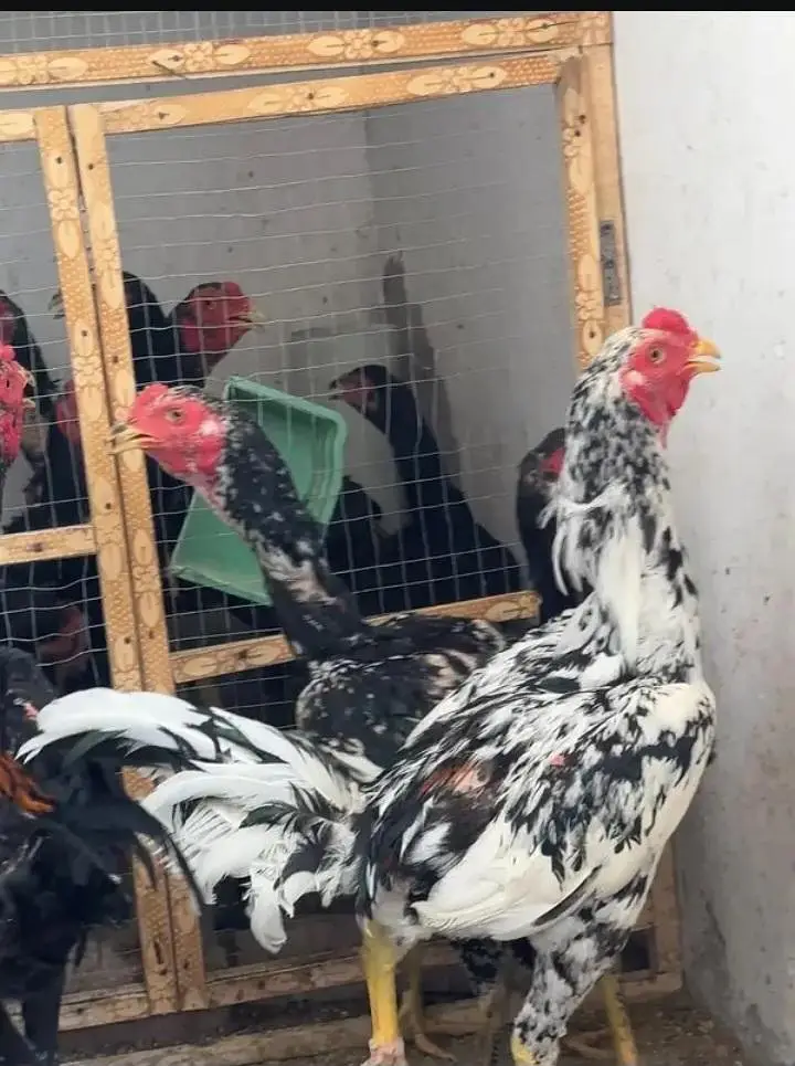 Pure imported Thai Pakoya chicks - Strong Bloodline Available — photo 5