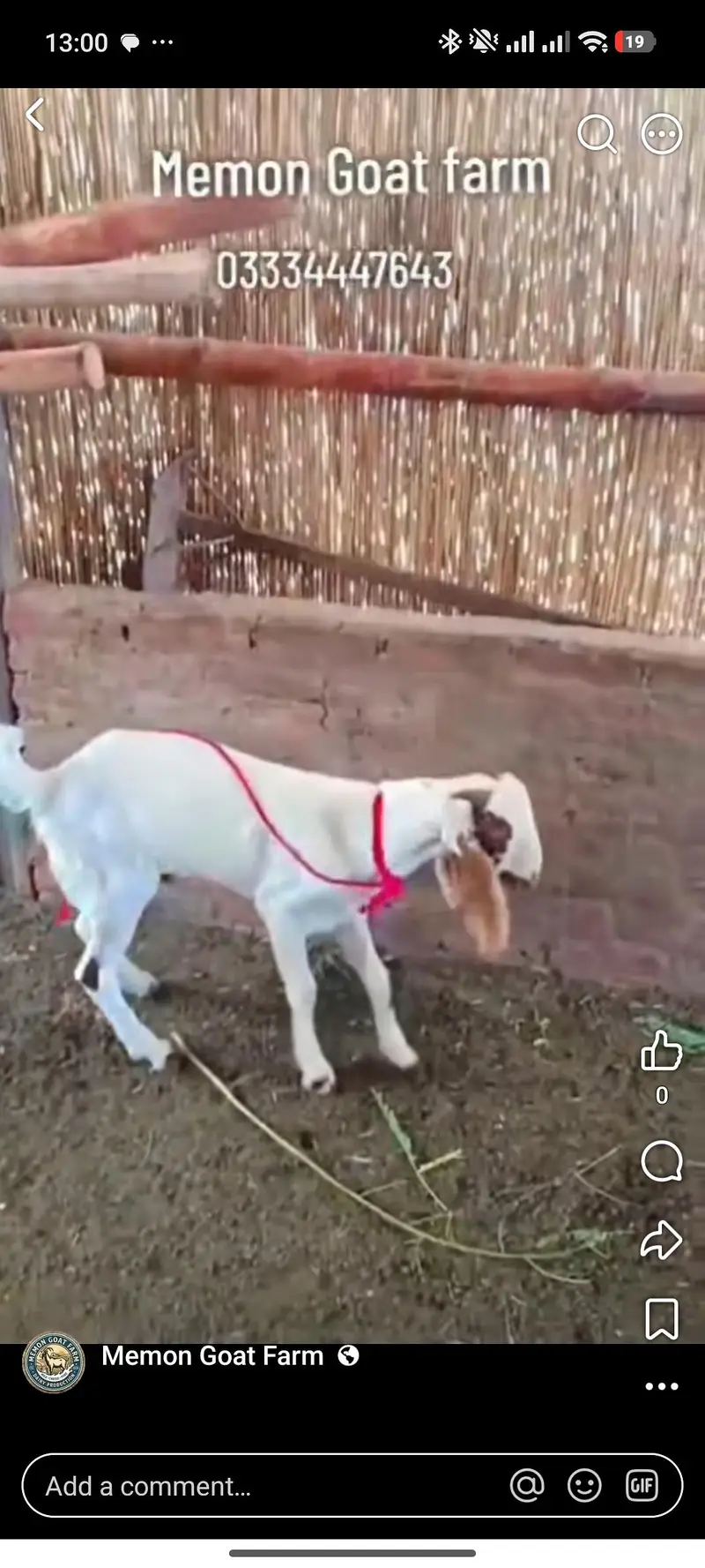 goat male
