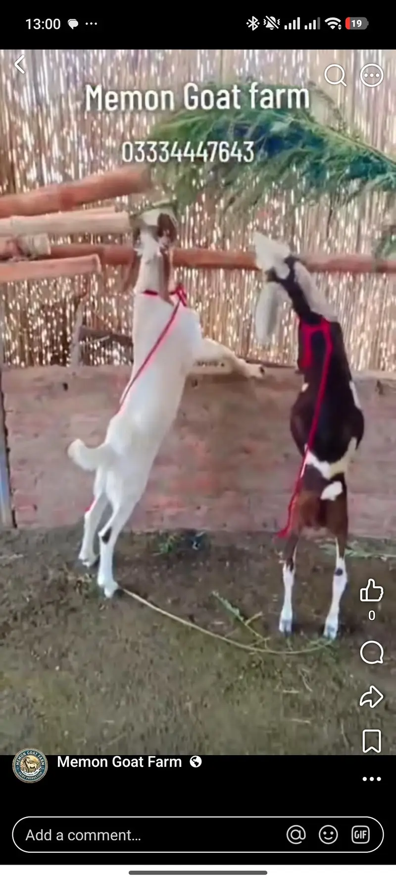 goat male — photo 2