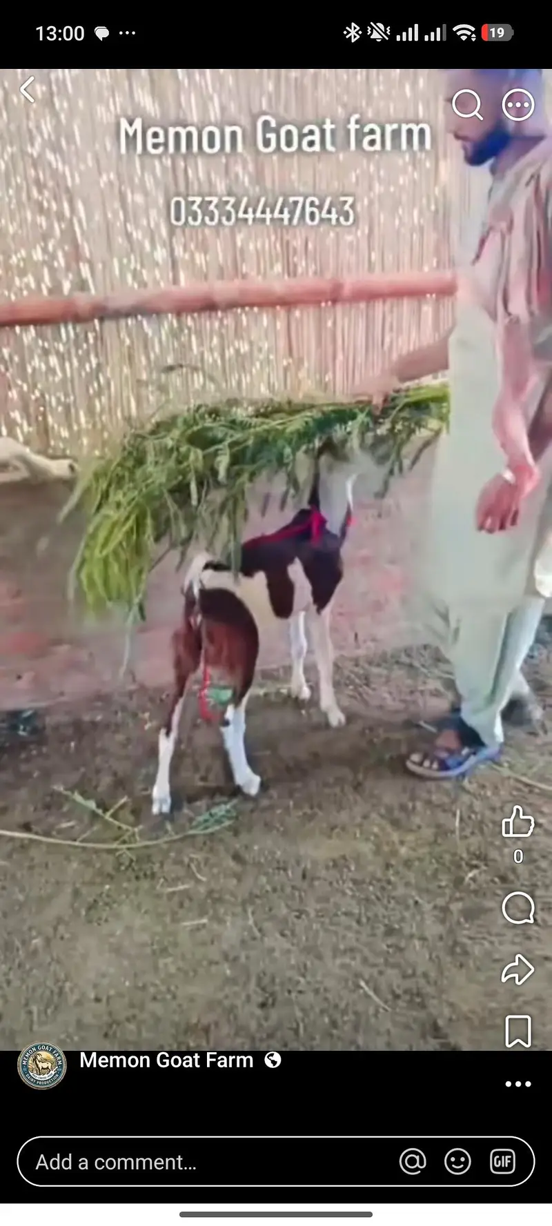 goat male — photo 3