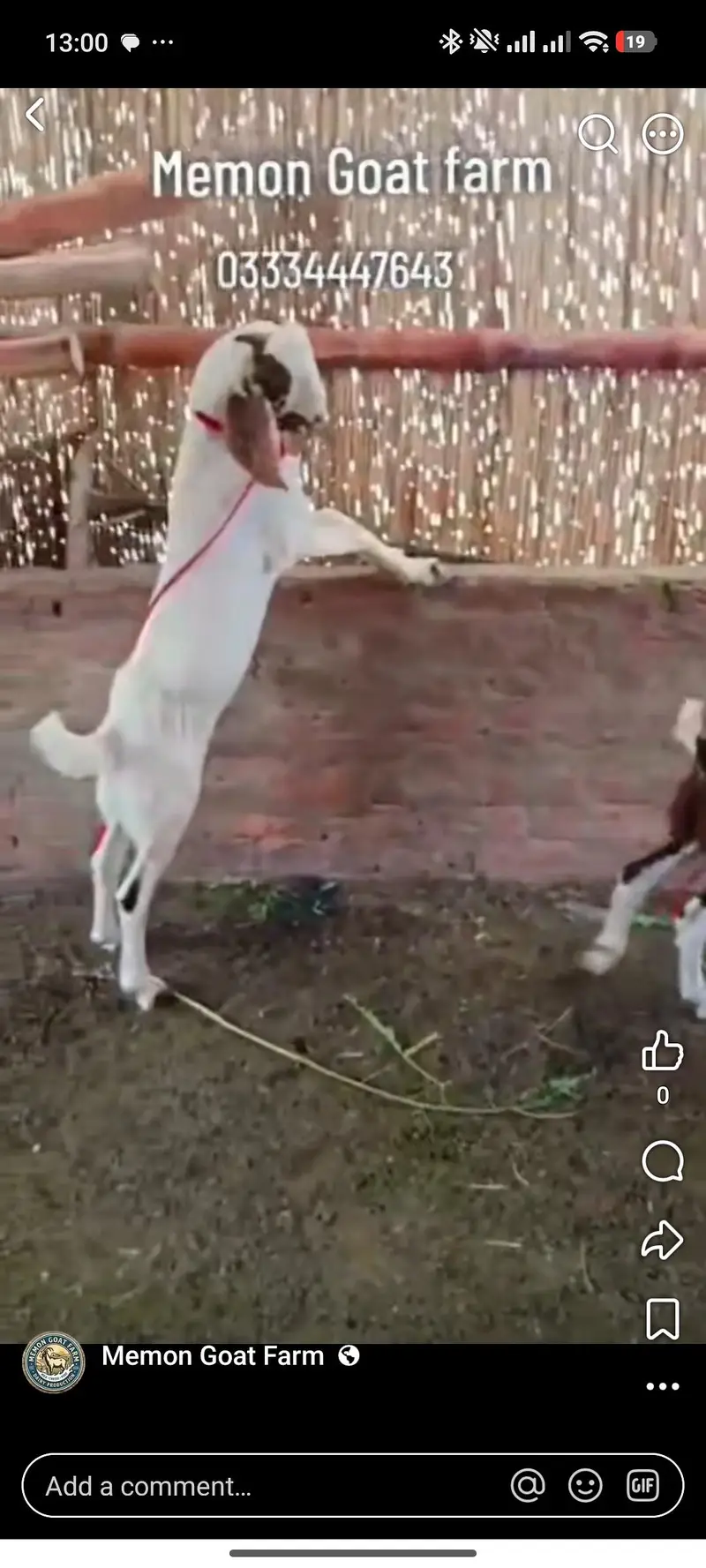 goat male — photo 4
