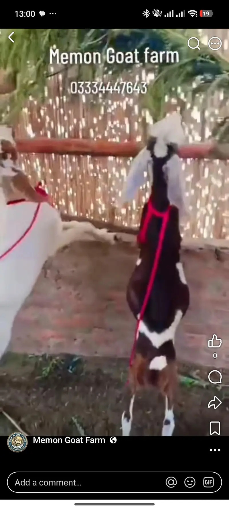 goat male — photo 5