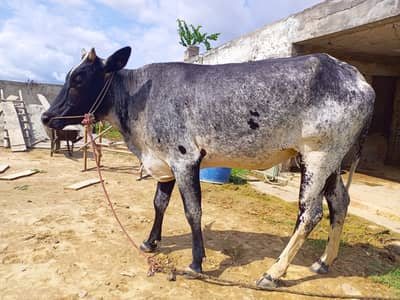 Vehri for sale