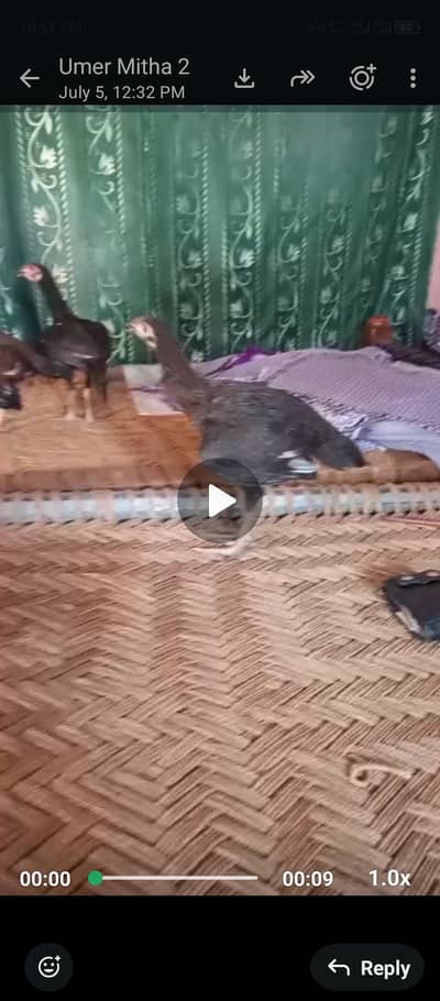 Aseel and desi mix  hens for sale