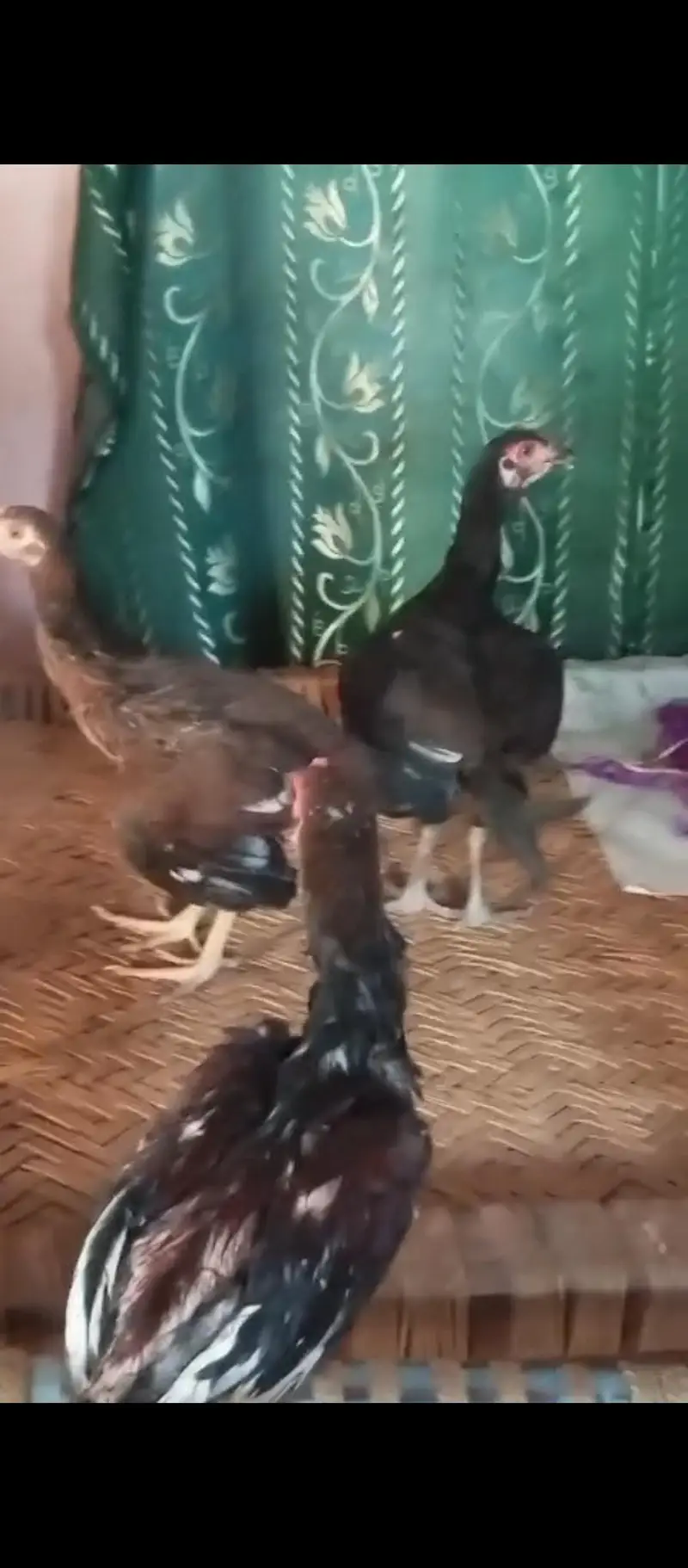 Aseel and desi mix  hens for sale — photo 2