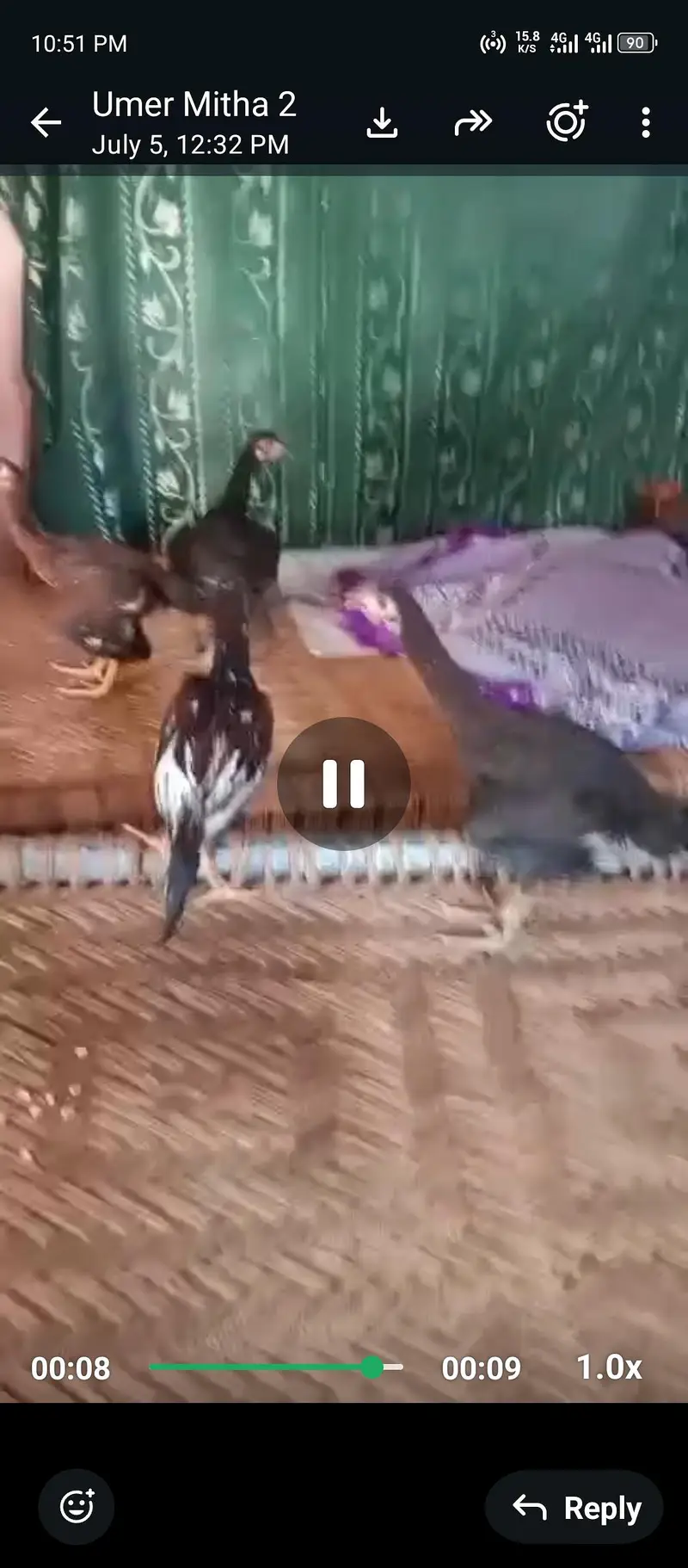 Aseel and desi mix  hens for sale — photo 3