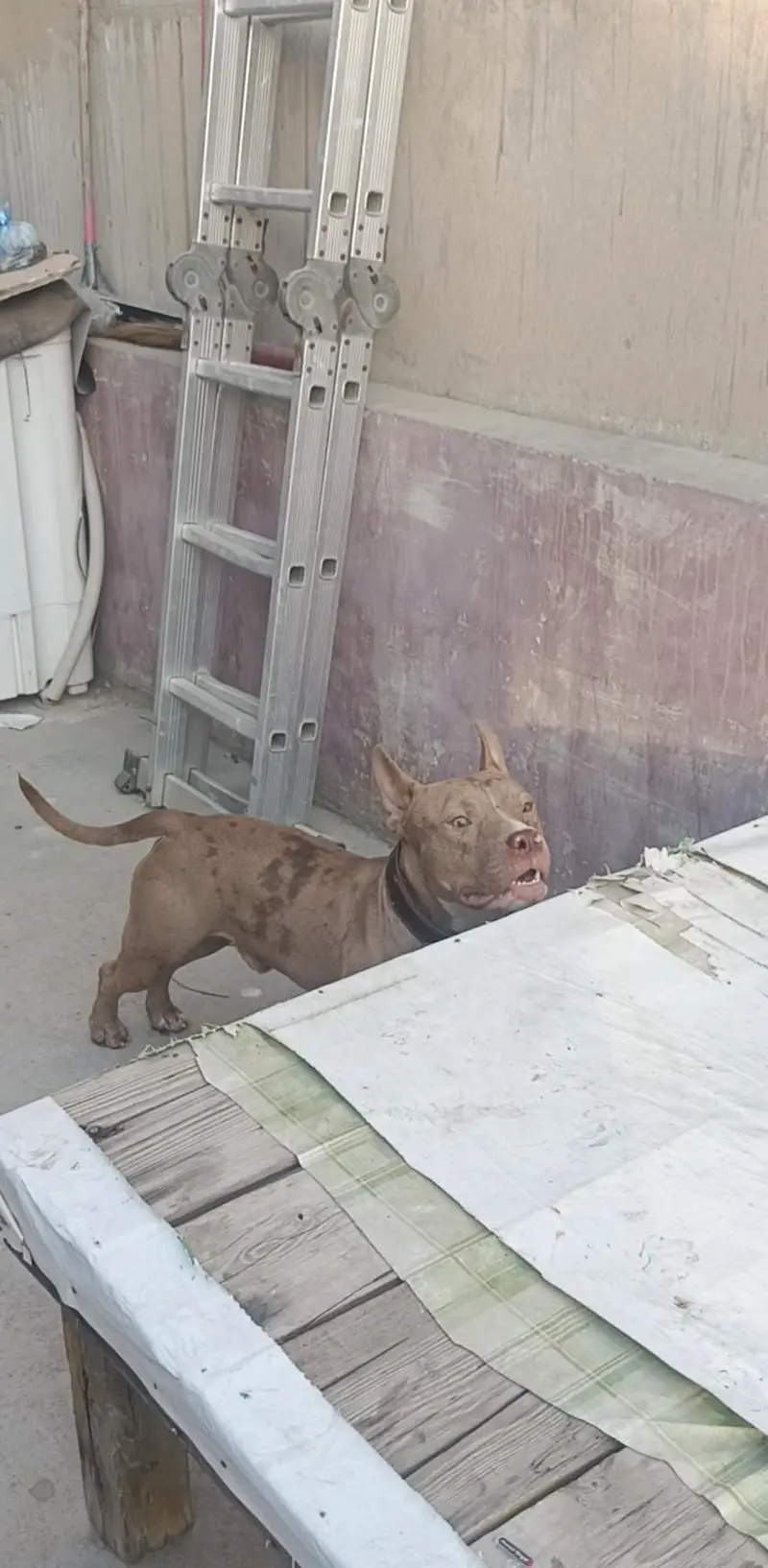 Red Merle American Bully (Exotic Size) — photo 2