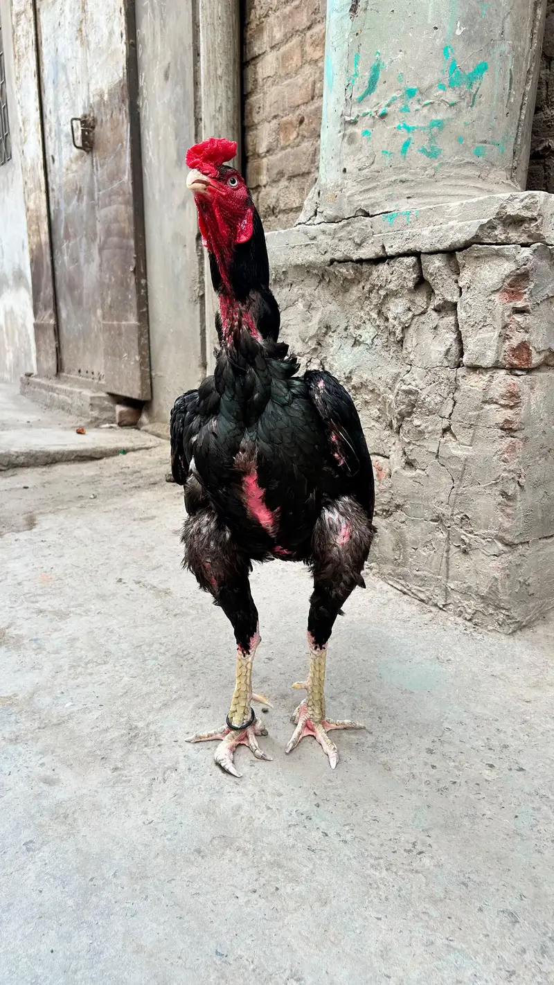Mushka Aseel in Cheap Price — photo 2