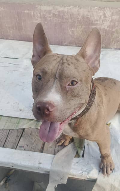 Red Merle American Bully (Exotic Size)
