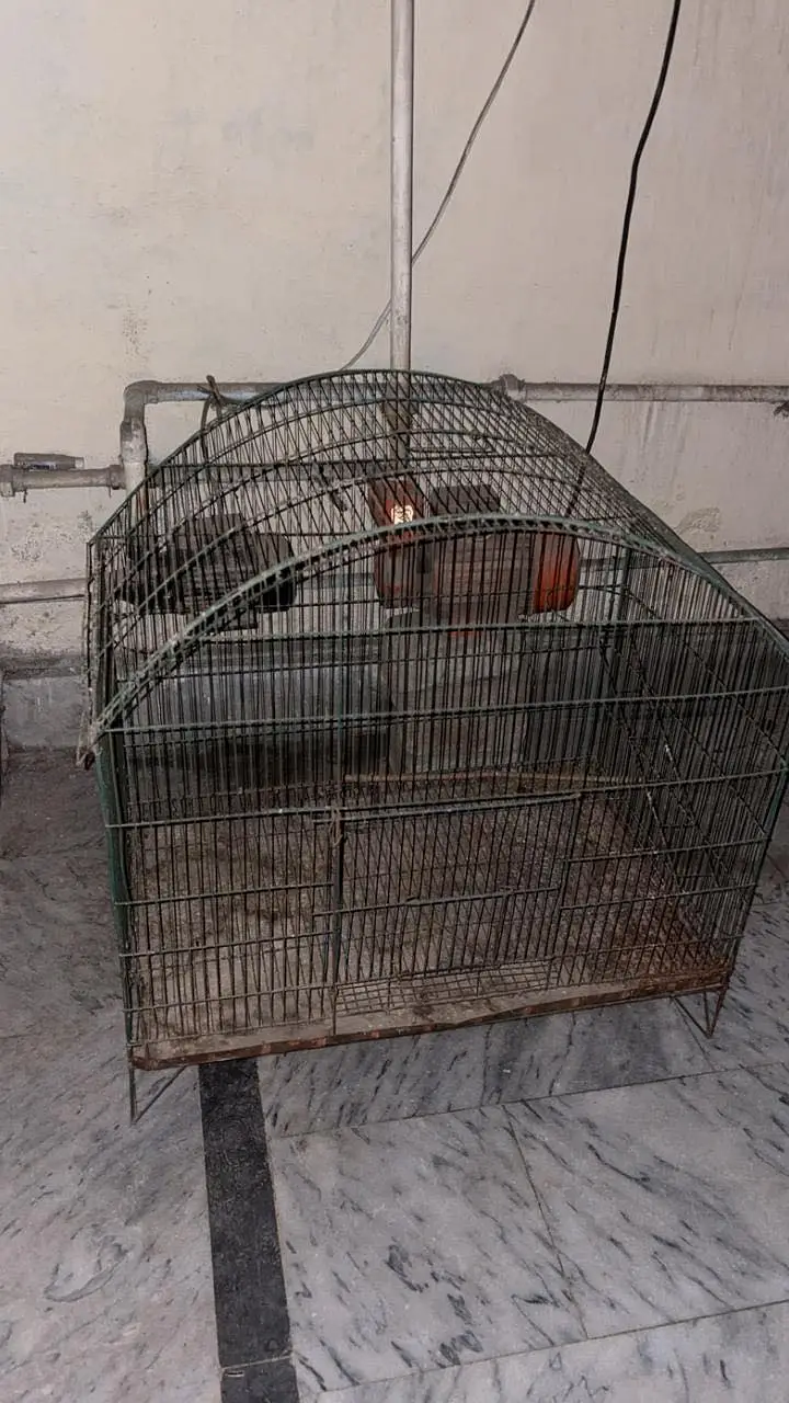 Cage for birds