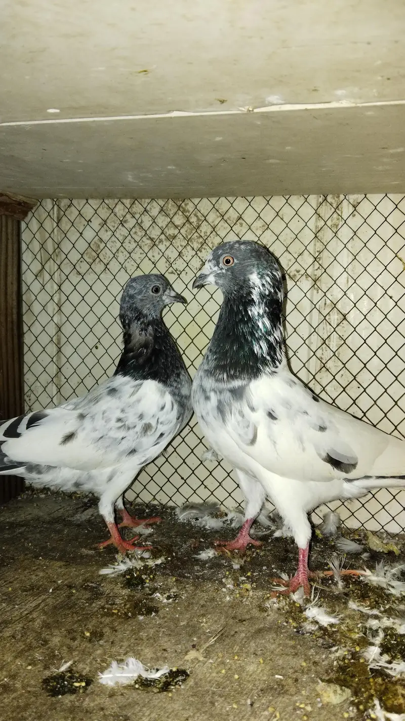 indian zakh + qasid pair — photo 3