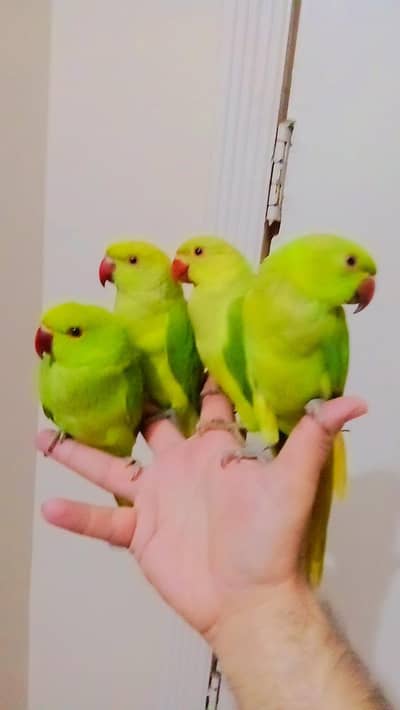 03369510495 Single 5500 pair 11000 Green ringneck parrots handtame