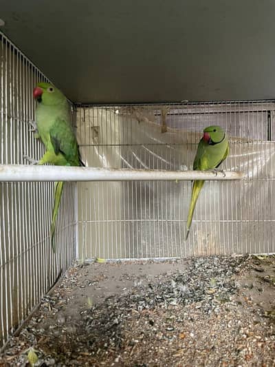 Ringneck breeder nd jawa pair