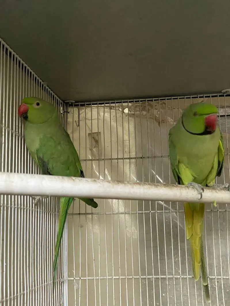 Ringneck breeder nd jawa pair — photo 2