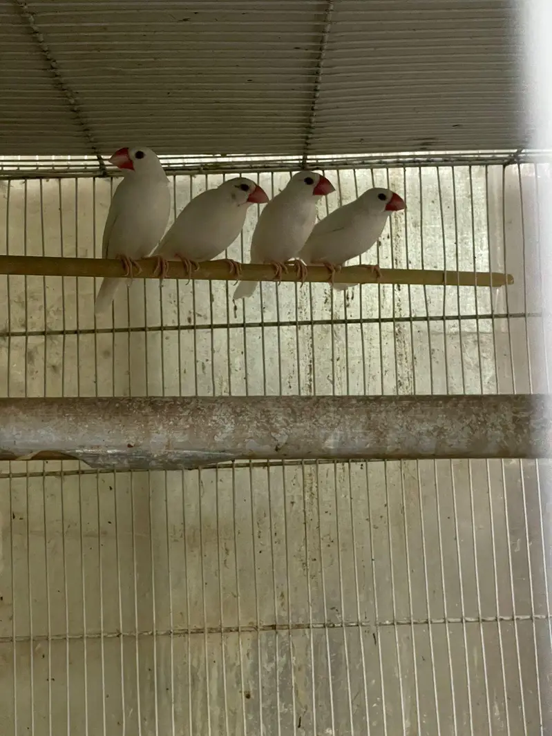 Ringneck breeder nd jawa pair — photo 3