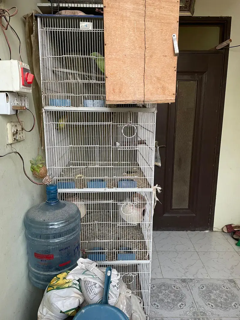 Ringneck breeder nd jawa pair — photo 4