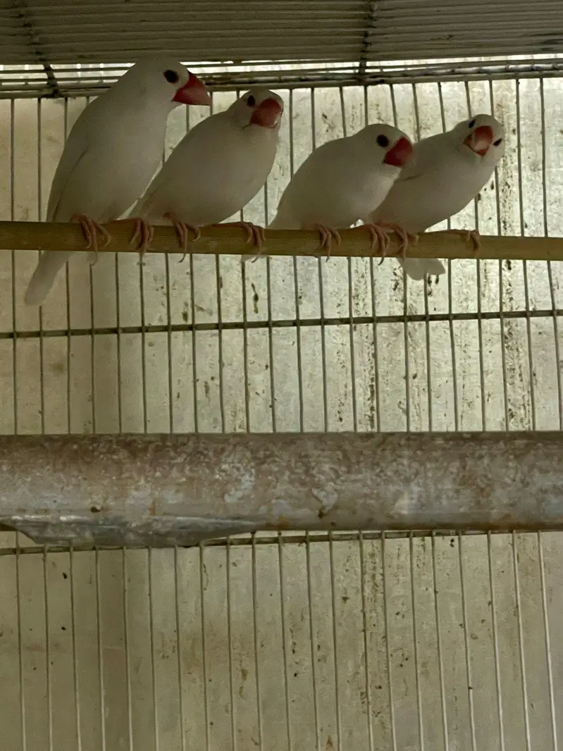 Ringneck breeder nd jawa pair — photo 5