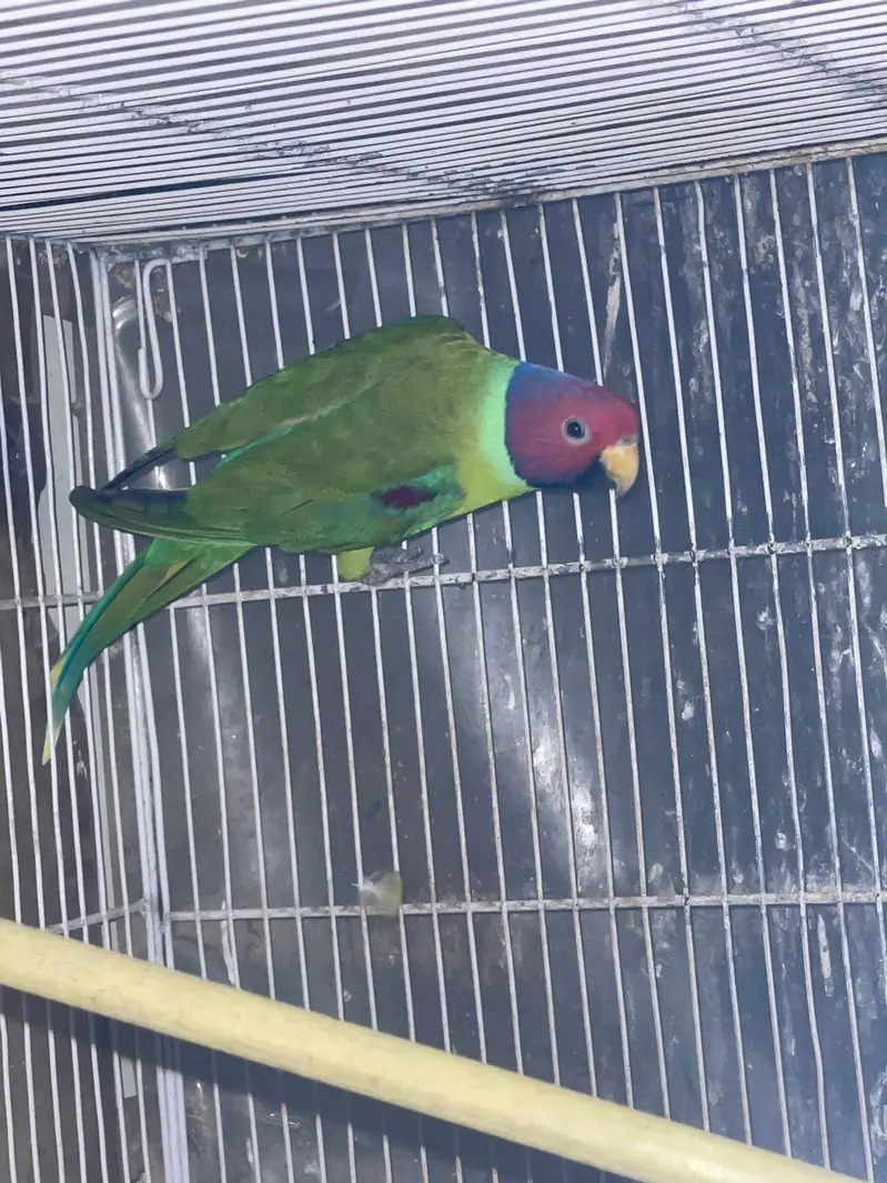 Ringneck breeder nd jawa pair — photo 6