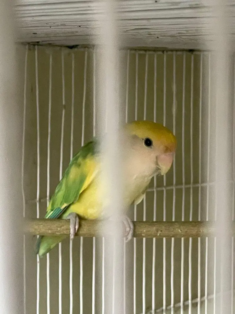 Ringneck breeder nd jawa pair — photo 7