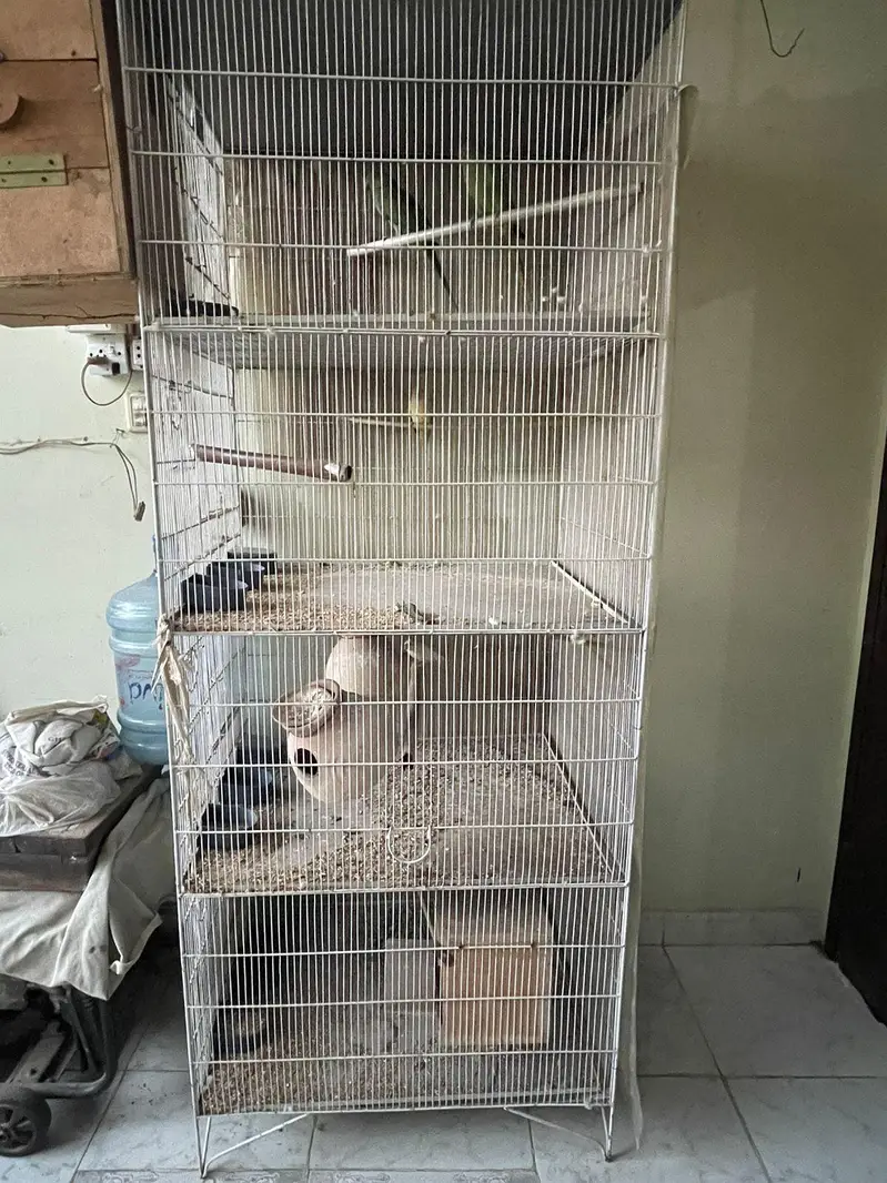 Ringneck breeder nd jawa pair — photo 8